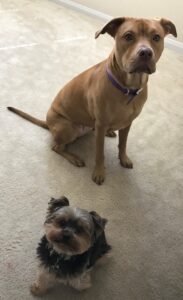 Catalina Dogs for Website
