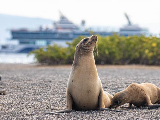 Experience the Galápagos Like Never Before—and Save 50% on Your Second Guest